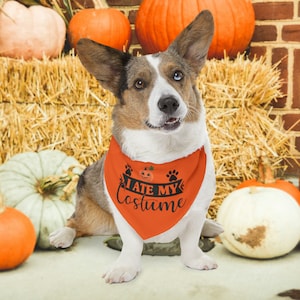 Halloween Dog Collar | Pet Bandana Collar | Halloween Dog Bandana |Spooky Dog Bandana | I Ate My Costume Orange Bandana | Trick or Treat Dog