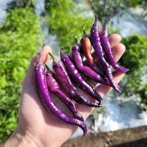 Buena Mulata Pepper Seeds