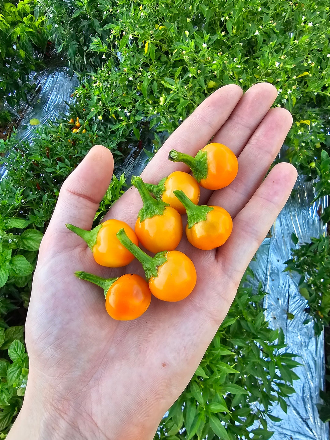 Cherry Bomb Pepper Seeds Etsy