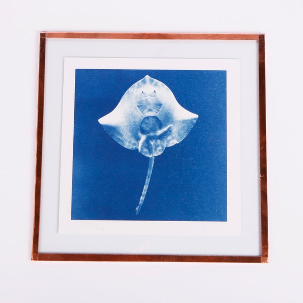 MANTA RAY cyanotype limited edition