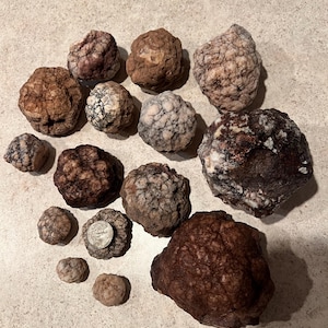 May include: A collection of various-sized, textured rocks in shades of brown, tan, and gray. Some rocks have a bumpy, almost brain-like appearance, while others are smoother. A coin rests on one of the rocks, providing a size reference.