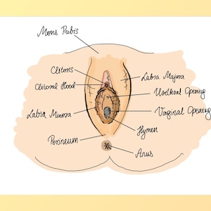 Vulva drawings with anatomical notes digital prints in various formats