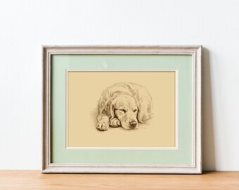 May include: Framed sepia-toned sketch of a Golden Retriever dog lying down, resting its head on its paws. The artwork is set against a light yellow background, framed in a white and light green frame, and placed on a wooden surface.