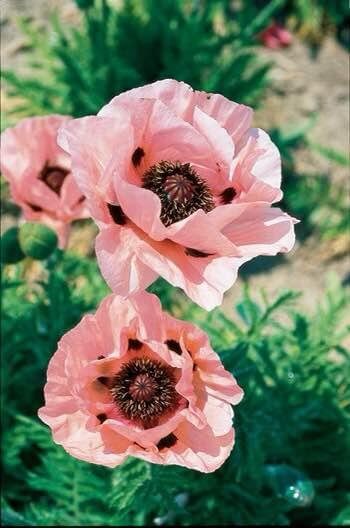 Semi Di Papavero Rari - Italia - Foto 10