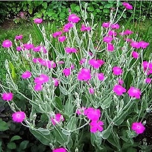 50 seeds, ROSE CAMPION Magenta Silver Catchfly Lychnis Flower Seeds, perennial