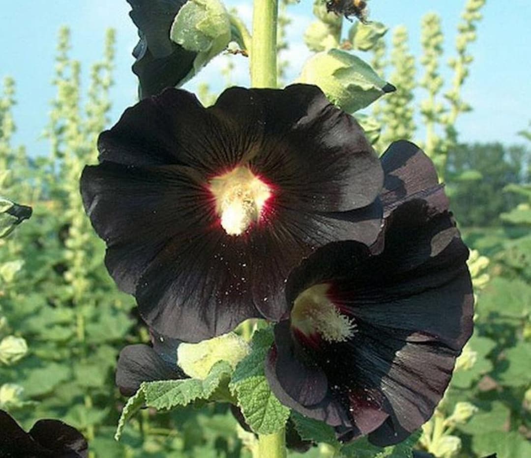 25 Seeds, BLACK HOLLYHOCK Alcea Rosea Nigra Flower, Perennial - Etsy