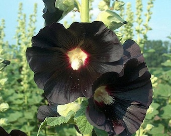 25 seeds, BLACK HOLLYHOCK Alcea Rosea Nigra Flower, perennial