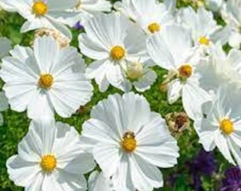 50 seeds, WHITE COSMOS