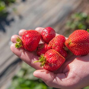 Puede incluir: Un puñado de fresas rojas maduras con tallos verdes. Las fresas se sostienen en una mano abierta, mostrando su color y textura vibrantes. El fondo está borroso, lo que sugiere un entorno al aire libre, posiblemente un jardín o una granja.