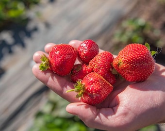 30 seeds, Albion Ever-bearing Strawberry seeds