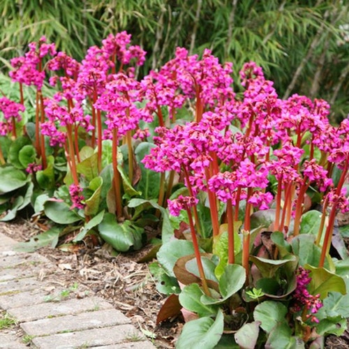 BERGENIA Elephant Ears Cordifolia Large Hardy Perennial, 50 Seeds - Etsy