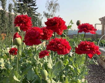 100 seeds, Giant Double RED PEONY POPPY,Flower Seeds, annual