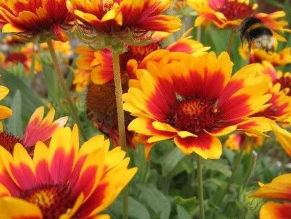 Firewheel; Coperta Indiana, Coperta Di Semi Indiana, Sundance - 400 Semi - Gaillardia Pulchella – Garden Seeds Market | Spedizione Gratuita - Foto 7
