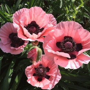 50 seeds, Pink Oreintale Poppy Seeds, perennial