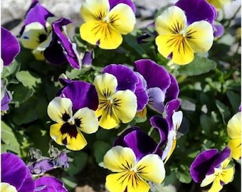 100 seeds, JOHNNY JUMP UP, Helen Mount Violet Viola Tricolor Flower, biannual