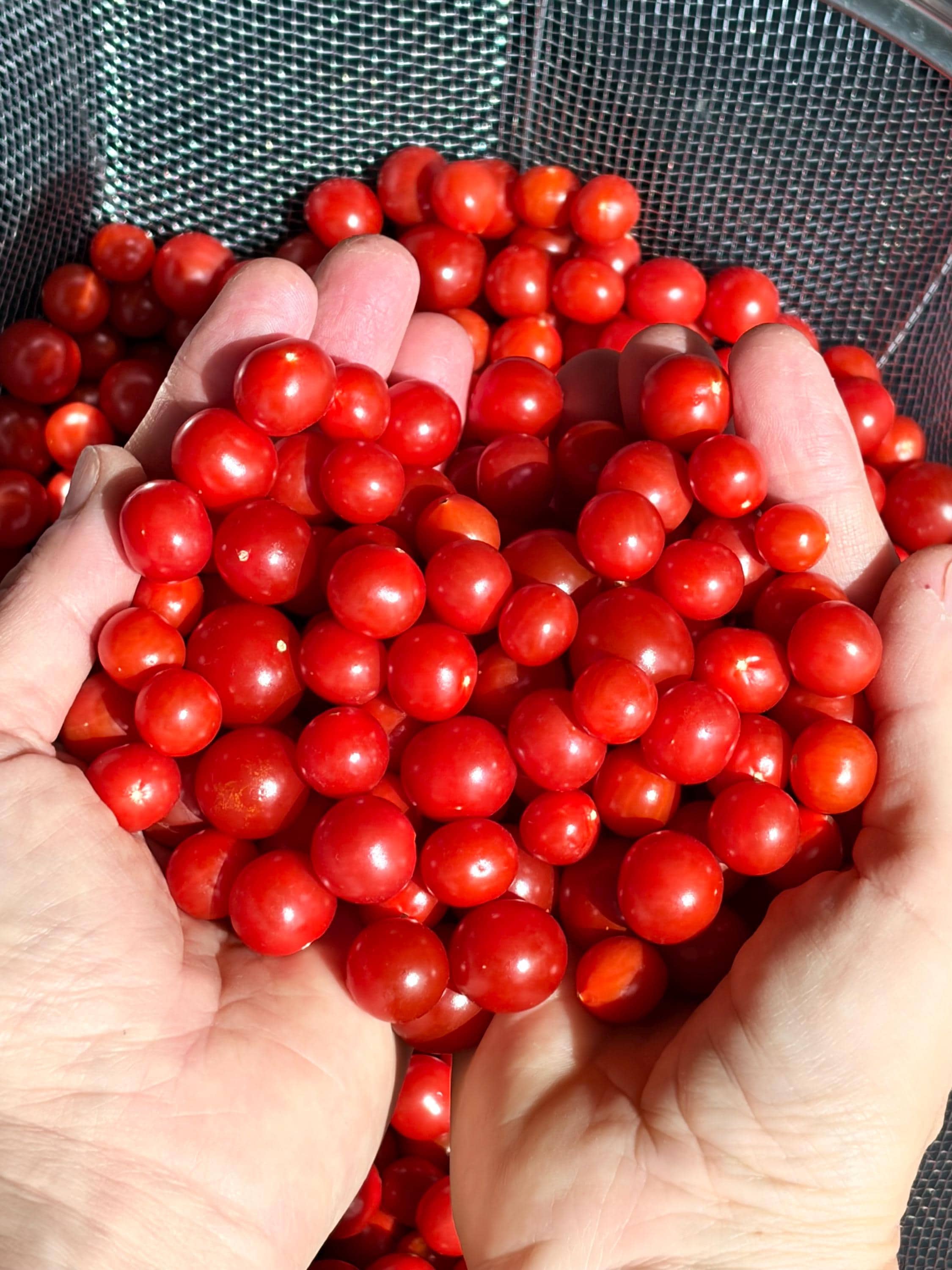 Wild tomato seeds - Etsy 日本