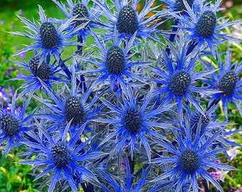 25 seeds BLUE STAR SEA Holly Eryngium Flower, perennial