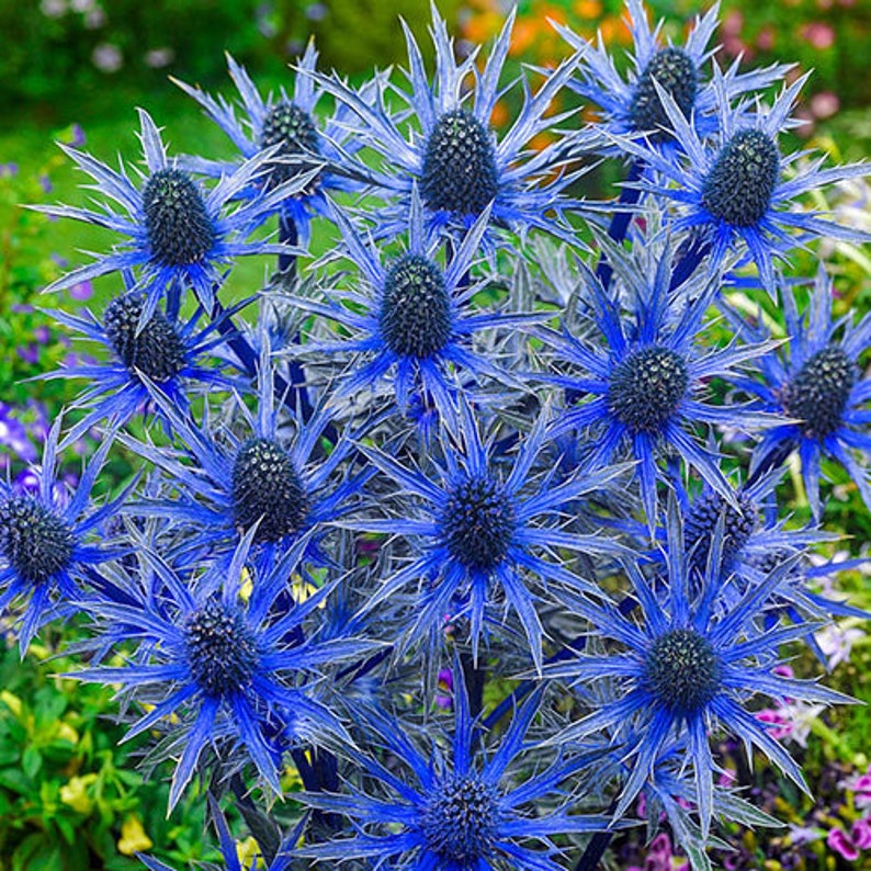 25 Seeds BLUE STAR SEA Holly Eryngium Flower, Perennial Etsy