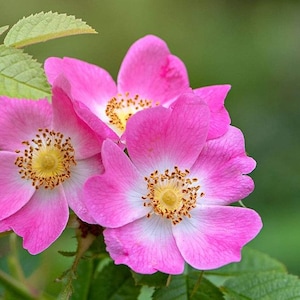 Könnte beinhalten: Nahaufnahme von leuchtend rosa Blüten mit gelben Zentren und weißen Akzenten. Die Blütenblätter sind zart und geschichtet, mit einem weichen, verschwommenen grünen Hintergrund. Das Bild fängt die Schönheit der Natur ein und zeigt die komplizierten Details der Blüten.