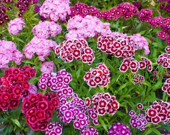 100 seeds, Sweet William, biannual