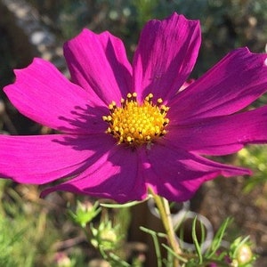 30 seeds, Magenta Cosmos, annual