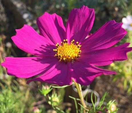 30 seeds, Magenta Cosmos, annual