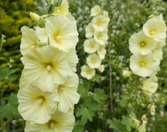 25 seeds, YELLOW HOLLYHOCK Flower, perennial