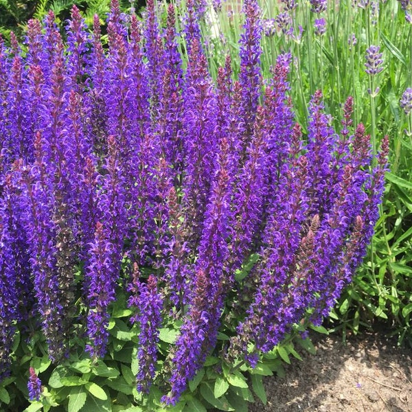 50 seeds, Meadow Blue Sage