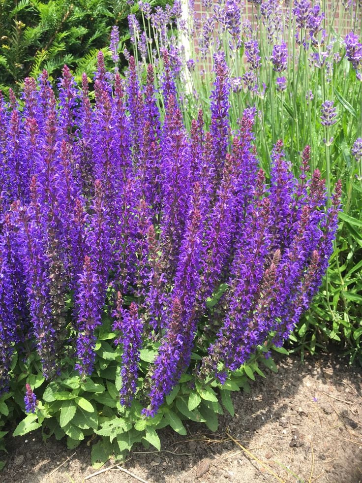 50 seeds, Meadow Blue Sage