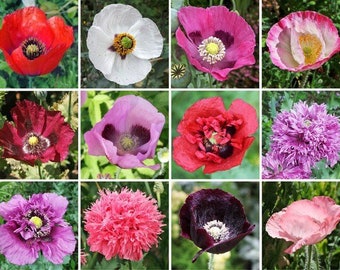 500 seeds, Poppy mix, annual