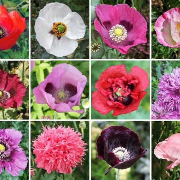 500 seeds, Poppy mix, annual