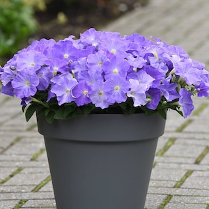 Könnte beinhalten: Eine Topfpflanze mit leuchtend violetten Blüten. Die Blüten sind in voller Blüte und haben ein zartes, gekräuseltes Aussehen. Die Pflanze steht in einem grauen Topf und befindet sich auf einer gepflasterten Terrasse.