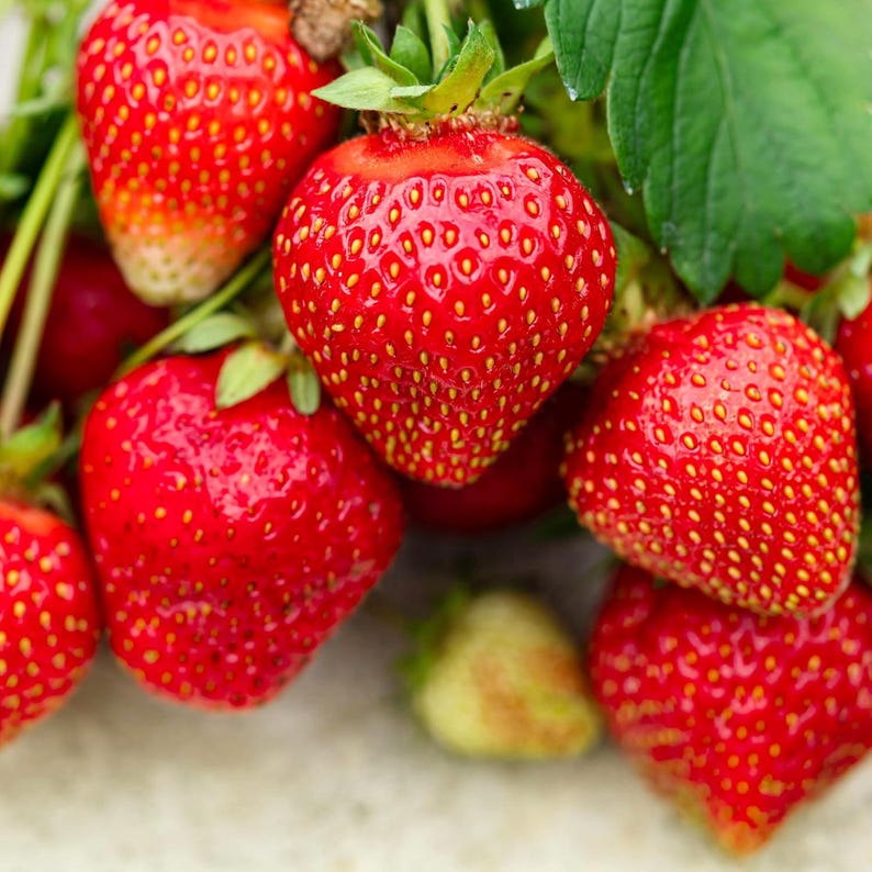 Garden Of Paradise Albion Strawberry Seeds