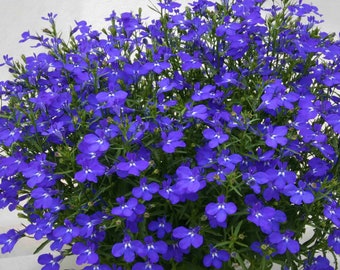 ロベリアの種子100粒、一年草