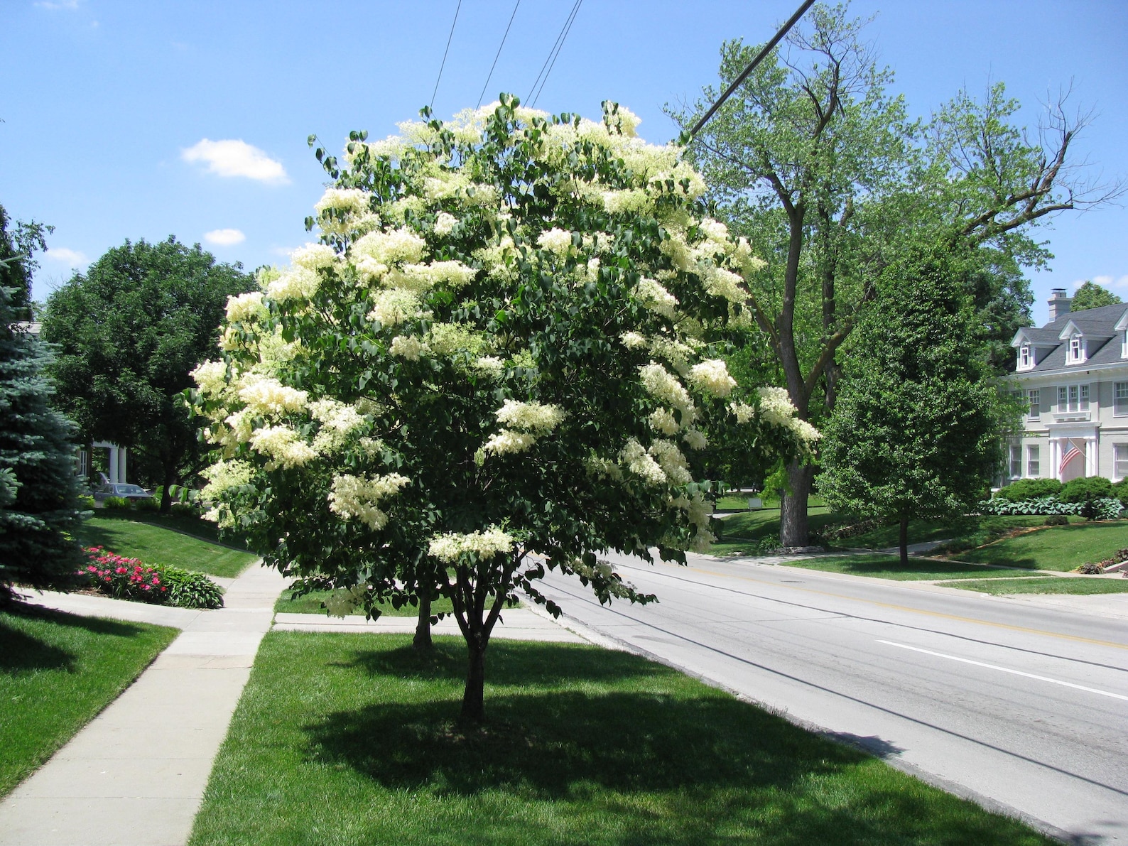Fragrant Japanese Lilac Tree, 10 Seeds - Etsy