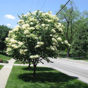 Fragrant Japanese Lilac tree, 10 seeds