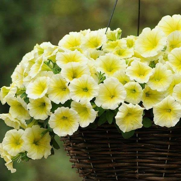 100 seeds, PETUNIA  PRIZM, annual