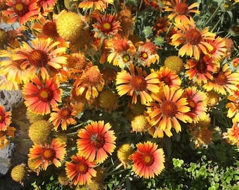 100 seeds, ARIZONA SUN GAILLARDIA , Blanket Flower / Indian Blanket perennial