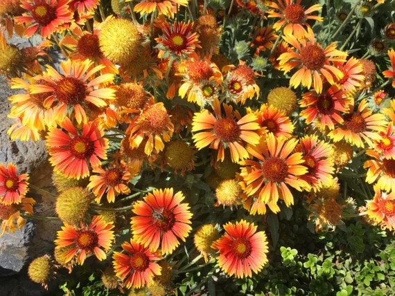 100 Seeds, ARIZONA SUN GAILLARDIA Blanket Flower Indian