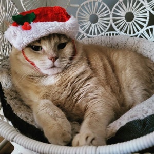 Puede incluir: Un gato jengibre con un gorro de Papá Noel rojo y blanco con acebo verde y bayas rojas. El gato está tumbado en una silla de mimbre blanca con un cojín suave blanco y gris.