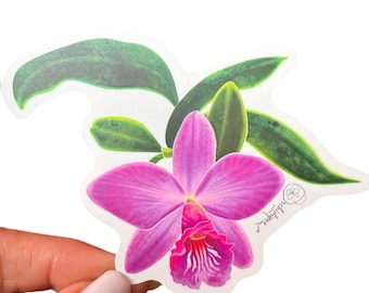 Cattleya Orchid Sticker: Waterproof Floral Laptop Decal
