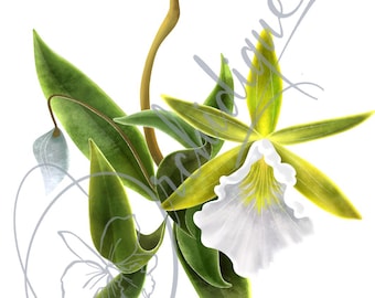 Encyclia Mariae Orchid Sticker: Floral Laptop Decal - Plant Lover Gift