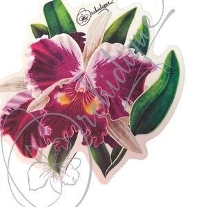 Orchid Flower Cattleya Sticker  • Orchid Lover Gift: Gift for Her