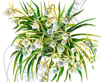 Orchid Vinyl Sticker: Angraecum, Matte Finish, Laptop Decal