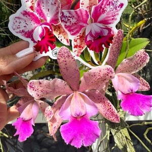 Cattleya Summer Spot Sticker  • Orchid Lover Gift: Gift for Her