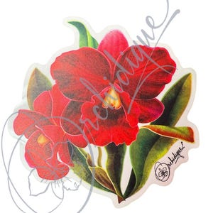 Orchid Red Cattleya  • Orchid Lover Gift: Gift for Her