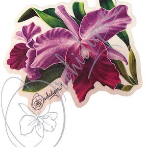 Orchid Brassolaeliocattleya BLC  Sticker  • Orchid Lover Gift: Gift for Her