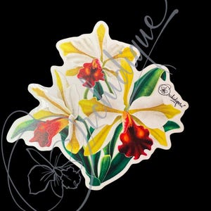 Orchid Striped Cattleya Sticker  • Orchid Lover Gift: Gift for Her