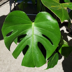 Testa