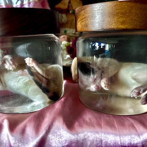Wet fully grown kitten specimens